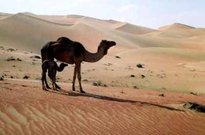 Camels at Liwa (Picture courtesy of Dr Heiko Kallweit) 