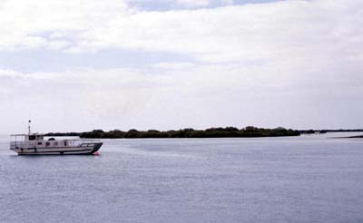 View of the mangroves approaching Balghelam (Photograph by Dr Mark Beech)