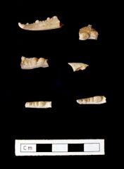 Dalma - Crab remains (site DA11) (Photograph by Dr Mark Beech)