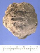 Dalma - Burnt mud brick with impression of date stone from site DA11 (Photograph by ADIAS)