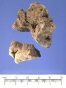 Dalma - Burnt mud brick fragments with impressions of date stones from site DA11 (Photograph by ADIAS)