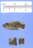 Dalma - Carbonised date stones from site DA11 (Photograph by ADIAS)