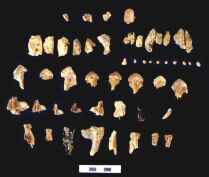 Dalma - Fish bones - top row: parrotfish, second row: seabream, rows 3-5: groupers (site DA11) (Photograph by Dr Mark Beech)