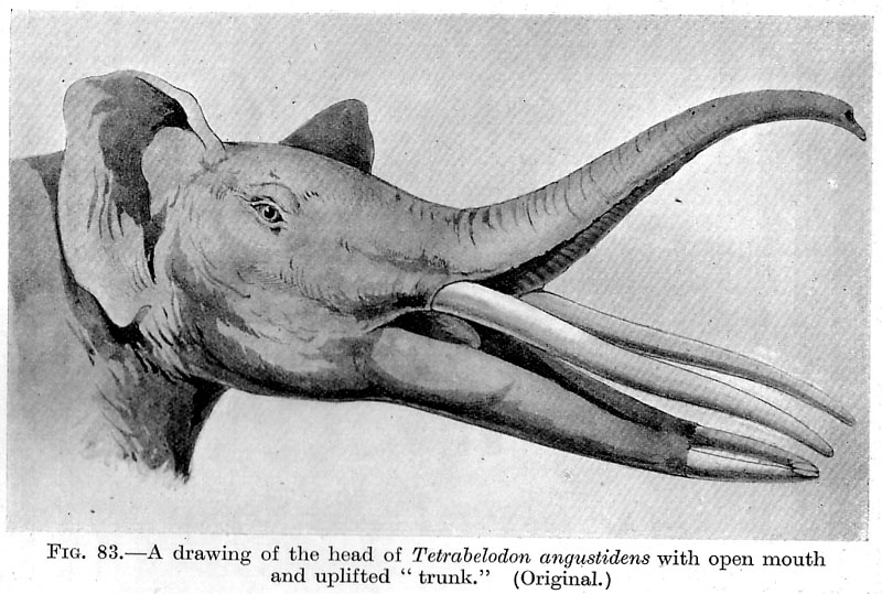 Brief and Straightforward Guide: What are Some Extinct Animal Species?