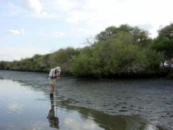 Khor Kalba - Gary Feulner searches for crabs (Photograph by Dr Mark Beech)