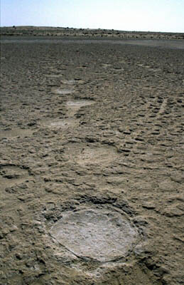 View of a part of the proboscidean trackway at Mleisa