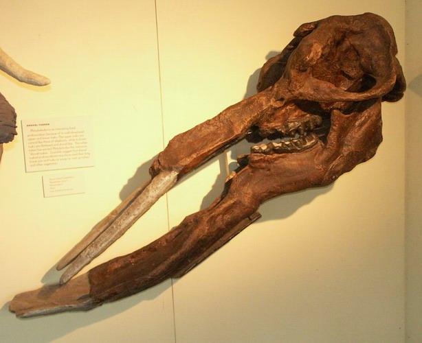 platybelodon.jpg