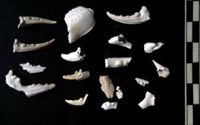 Sir Bani Yas - Crab remains from the monastery (site SBY9)  (Photograph by Dr Mark Beech)