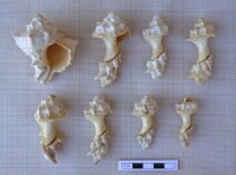 Sir Bani Yas - Gastropod shells (Hexaplex kuesterianus) found in the east wing of the monastery (site SBY9) (Photograph by Dr Mark Beech)