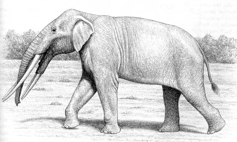 http://www.adias-uae.com/images/stegotetrabelodon.jpg