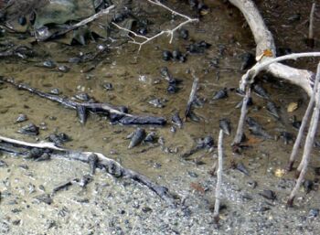 Terebralia palustris at Khor Kalba (Photograph by Dr Mark Beech)