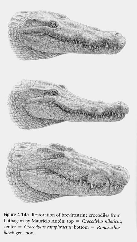 Interview With Alligator Differences Between Alligators And